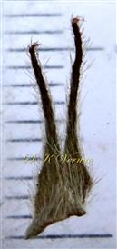  Stipule